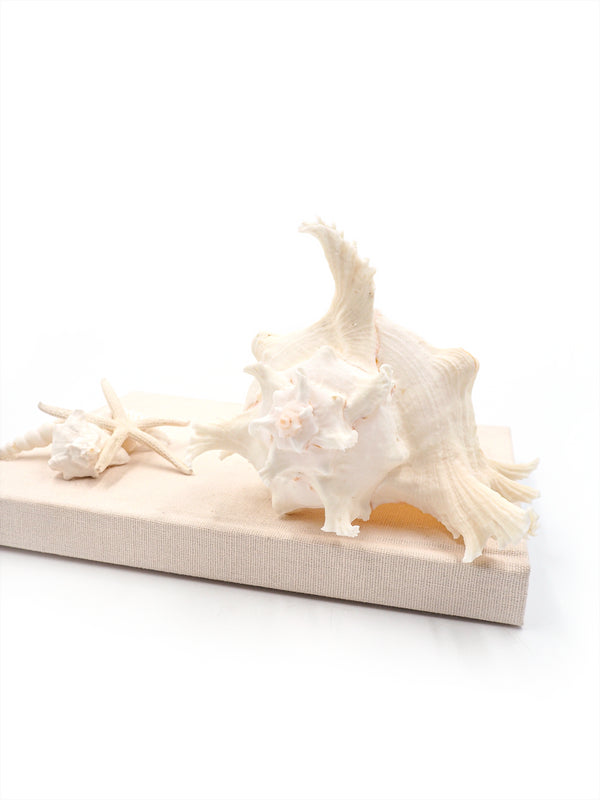 Extra Large White and Pink Murex Shell